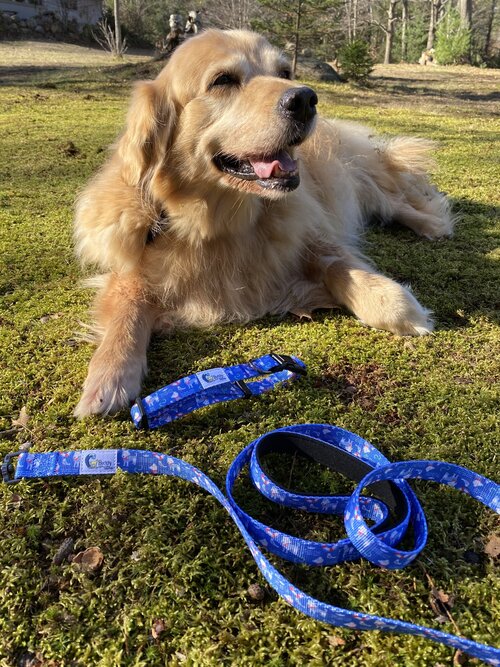 Buddy by The Sea Leash and Collar Set