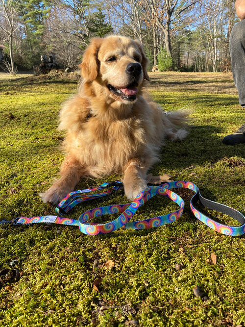 Buddy by The Sea Leash and Collar Set