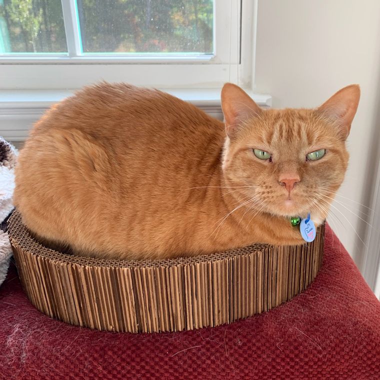 Cat Scratching Pad Lounge Bed
