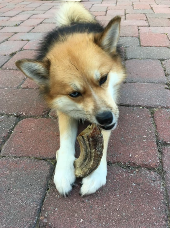 Icelandic Large Lamb Horn Dog Chew