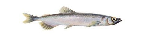Icelandic Capelin Whole Fish & Pieces Dog Treats-2.5oz Bag