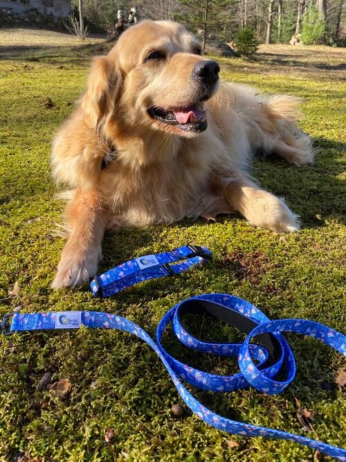 Buddy by The Sea Leash