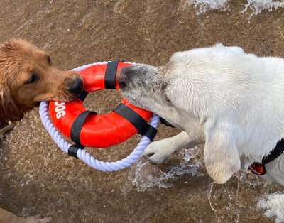 Fetch Ring Dog Toy