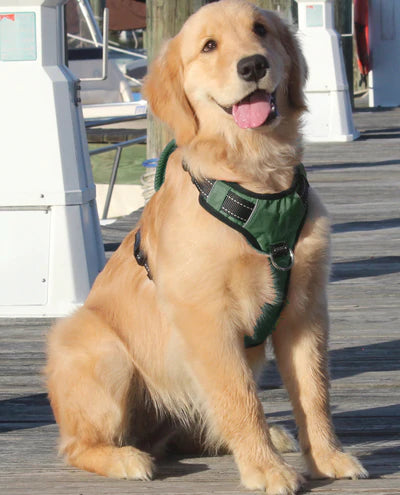 Chesapeake Harness