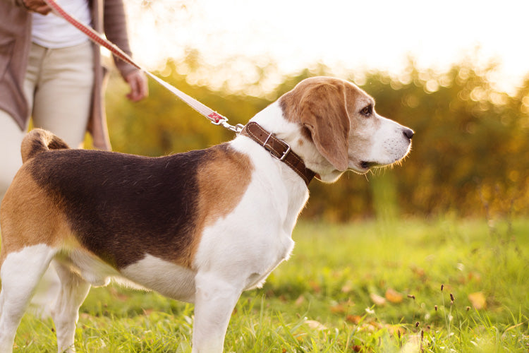 12 Must-Haves When Walking Your Dog Outside: What to Bring