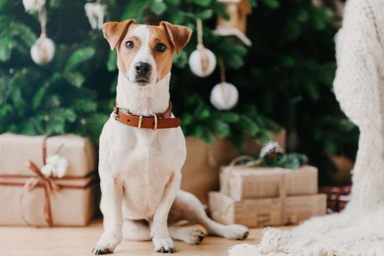 A Gift-Giving Guide: What to Give Dogs and Their Owners?