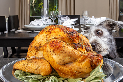 10 Foods You Can and Shouldn't Feed Your Dogs At Thanksgiving