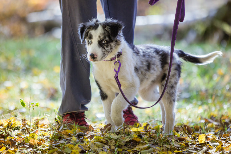 5 Easy Steps to Teach a Puppy to Enjoy Walking on a Leash