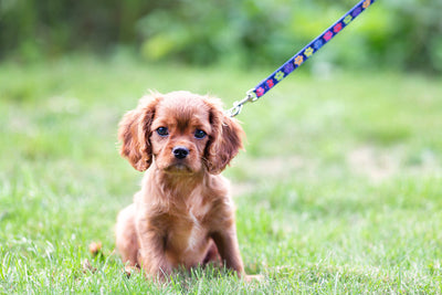 How to Choose the Right Leash for Your Puppy