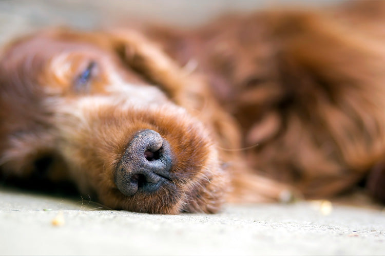 5 Effective Ways to Modify Your Home to Help Aging Pets