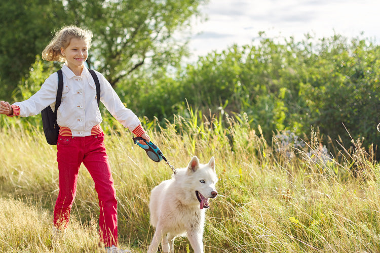 10 Ways to Stop a Dog from Biting the Leash While Walking