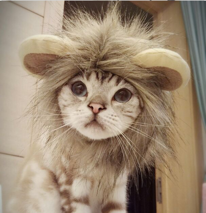 Cute Lion Hat - M