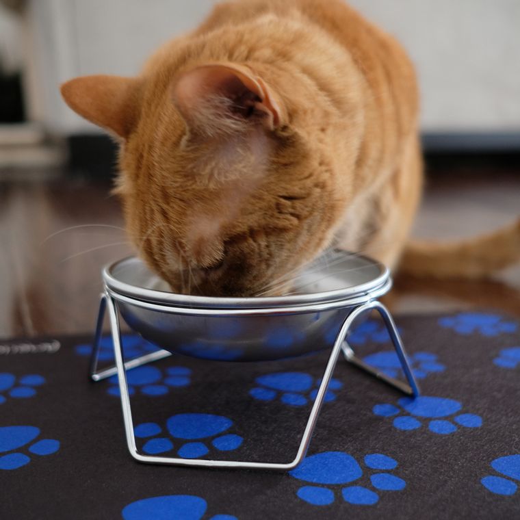 Stainless Steel, Elevated Stand + Cat Bowl