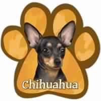 Chihuahua Black Car Magnet