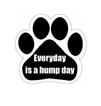 Car Magnet-Everyday is a Hump Day