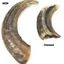 Icelandic Large Lamb Horn Dog Chew