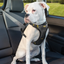 Kurgo Impact Seat Belt Harness
