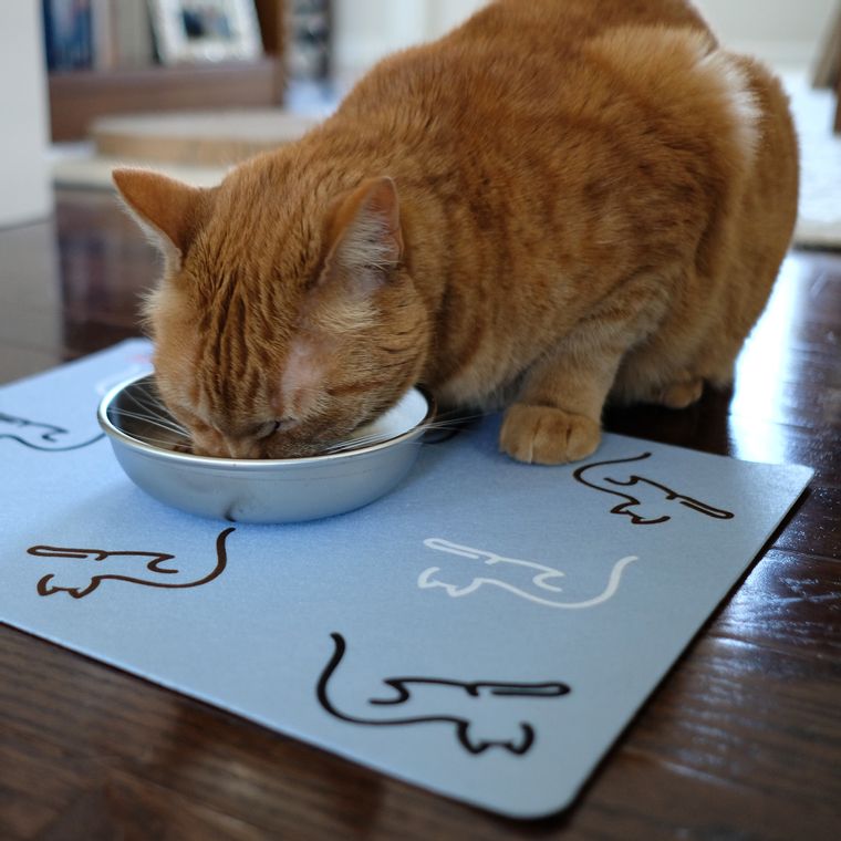 Stainless Steel, Whisker-friendly Cat Bowls