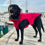 Narragansett Bay Dog Jacket