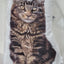 Cat Pillows