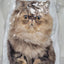 Cat Pillows