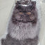 Cat Pillows