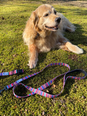 Buddy by The Sea Leash and Collar Set